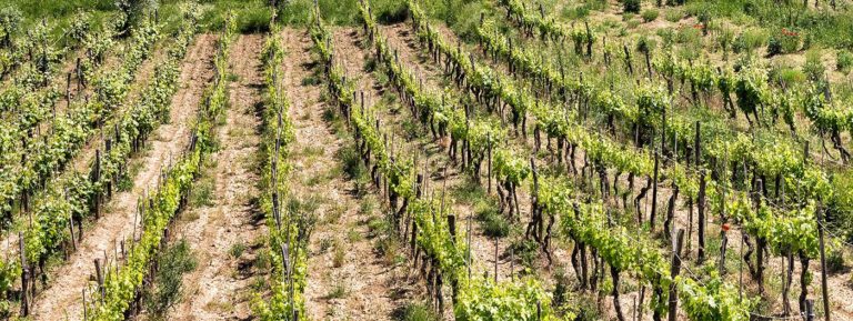 Croatia wine tasting