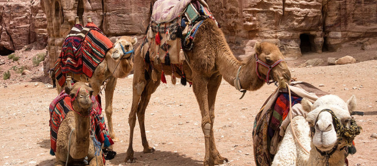 Petra Jordan animals
