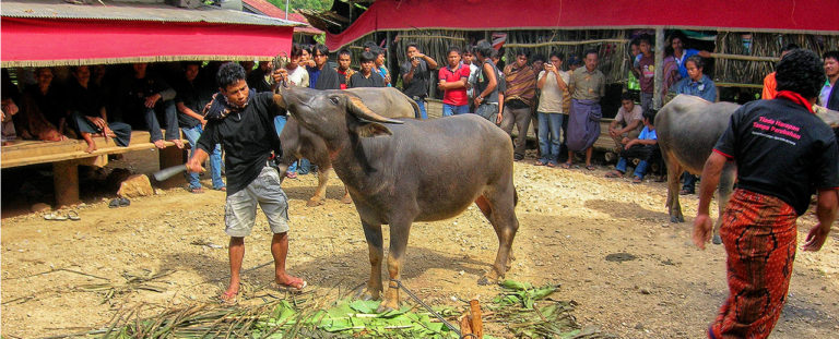 Toraja Sulawesi
